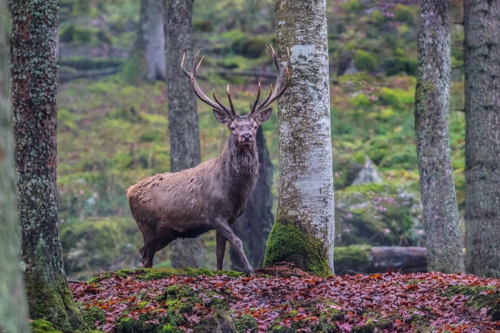 Brunarica Bled Zatrnik Pokljuka 외부 사진